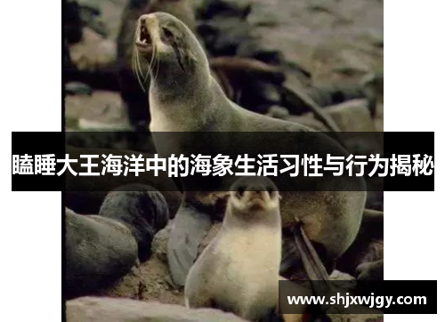 瞌睡大王海洋中的海象生活习性与行为揭秘